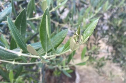 Alta incidencia de glifodes en olivar
