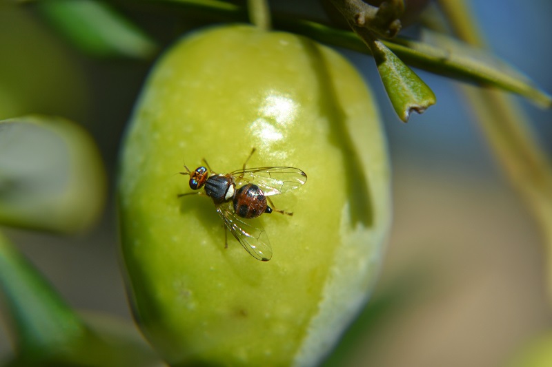 Arranca la campaña de control y tratamiento contra la plaga de la mosca del olivar